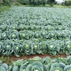 The uniformity in our cabbage fields demonstrates the effectiveness of our cultivation methods.