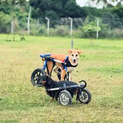 Two friends on wheels, a Dachshund and an Indie, proving that mobility aids are no barrier to friendship and fun at our camp.