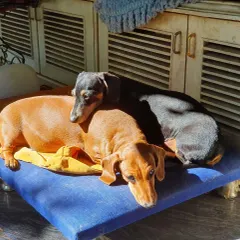 Sunbathing is a simple pleasure that brings great comfort to older dogs like these two senior dachshunds. It helps soothe stiff joints and allows them to relax deeply. A key part of senior wellness is creating a warm, safe, and comfortable environment.