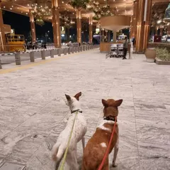 Liam and Zoe, an adorable Indie duo, take a final walk at the Bangalore airport before their flight to Los Angeles. We ensure pets get a chance to stretch their legs before being crated.