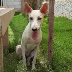 This is Chandra, a true survivor. After a street accident damaged her hips, she came to us to heal. Now, she's a sweet, docile girl who loves quiet moments in the sun and gets along wonderfully with other dogs. She is a testament to the resilience of rescue animals and is waiting for a peaceful home.