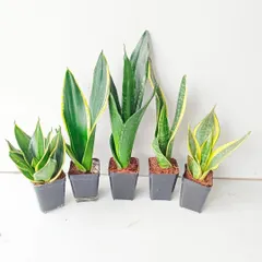 I offer a wide range of Sansevieria, or Snake Plants. This image shows five different varieties, from the compact 'Hahnii' to the tall 'Laurentii', showcasing the different shapes and variegation available.
