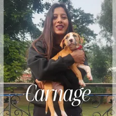Meet Carnage, another future star from Delhi Hellhounds. I love working with puppies and shaping their drive and temperament right from the beginning.