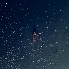 A top-down drone shot of a lone red boat surrounded by seagulls at Yamuna Ghat in Delhi. The deep blue water and the scattering of birds create a simple, beautiful, and peaceful composition.