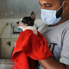 After her bath, Tweety is wrapped in a warm towel. We make sure even the tiniest dogs feel safe and secure throughout their grooming session.