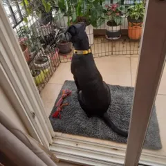 This is Kuri, a beautiful black Indie girl, looking out from her balcony. She is fully vaccinated and ready for her forever home.