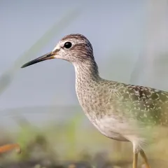 A portrait of a Wood Sandpiper. By lying still on the ground, I earned its trust, allowing me to capture this beautifully detailed shot of the normally shy wader.