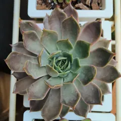 A top-down view of a large Echeveria succulent. The rosette shape and subtle coloring are just perfect.