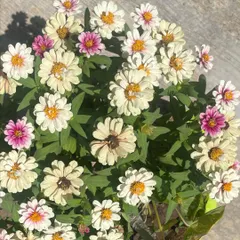 A happy bunch of Zinnia flowers blooming in a pot. These are fantastic for adding a splash of color to your balcony and are relatively easy to grow from seed, giving you flowers all summer long.