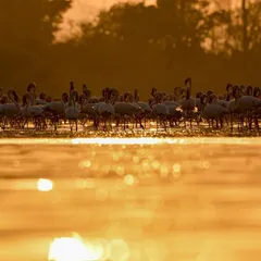 The golden hour with thousands of flamingos is a surreal experience. The warm light reflects off the water, bathing the entire flock in a magical glow.