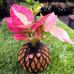 Our handmade Kokedama, featuring a vibrant pink Aglaonema, is a perfect unique gift. Crafted with care, it brings a touch of natural, botanical magic to any home.