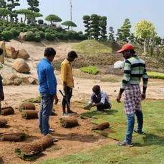My team laying down fresh turf to create the manicured lawns of the Hyderabad garden. The background shows the rolling hills we created, planted with hundreds of topiary trees.