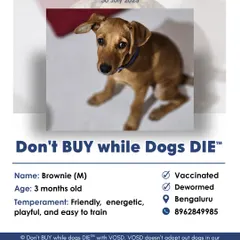 This is Brownie, a friendly and energetic 3-month-old puppy in Bengaluru. Our adoption posts provide all the key details: temperament, health status, location, and a direct contact number for the rescuer.