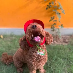 Milo looking dapper in his little red hat. He's all smiles after a fun day of play.