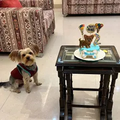 Here's the birthday boy, Trudo the Yorkshire Terrier, posing proudly next to his custom cake. It's so heartwarming to see the pupperinos with their special treats.