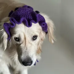 The "puppy dog eyes" look he gives me when he wants treats for modeling. He's wearing a handmade purple ruffled hat, available for pets of all sizes.