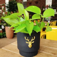 This elegant black planter with a golden deer emblem is one of my favorites. It's the perfect home for a vibrant Neon Pothos, creating a beautiful contrast.