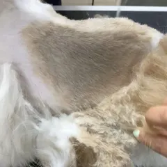 This shows the process of carefully shaving under a dense mat on another Shih Tzu. My technique ensures the clippers get beneath the mat without pulling on the dog's sensitive skin.
