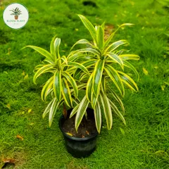 The Song of India plant is a slow-growing beauty with striking yellow and green striped leaves. It's a wonderful ornamental plant that is native to India and very easy to care for.