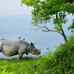 The Great Indian one-horned rhinoceros at Kaziranga National Park, a symbol of India's greatest conservation success. From just a dozen in the early 1900s to over 2600 today, their story is one of hope and resilience that we explore on our Assam tours.