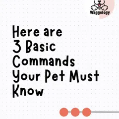These three basic commands are the building blocks for a safe and confident dog. This series will walk you through why each one is so important for everyday life.