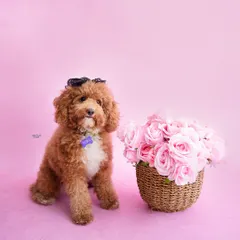 Meet Dora, the star of the show. This adorable poodle poses perfectly for her solo portrait next to a basket of pink roses before joining her family for their photoshoot.