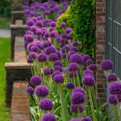 A dense planting of Allium 'Purple Sensation' creates a stunning visual impact. We use mass planting of bulbs to provide dramatic bursts of color in the spring and early summer.