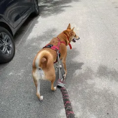 A view from our daily walk. We use sturdy leashes and harnesses to ensure every dog's safety while they explore.