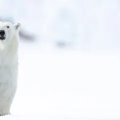 The most powerful element in animal photography is eye contact. It creates a connection that is both intimate and fleeting. I teach you how to anticipate an animal's gaze and position yourself to capture that window to their soul.
