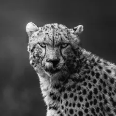 A striking black and white portrait of a cheetah. Monochrome photography emphasizes the texture of its coat and the intensity of its expression.