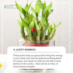 Lucky Bamboo is a great plant for a study room. Not only is it easy to care for, but it's also believed to bring positive energy. It's one of many plants I can suggest to enhance the atmosphere of your home.