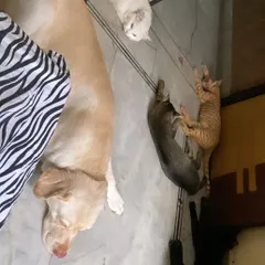 Just a typical lazy afternoon at my place. A Labrador snoozing peacefully on the floor while four cats of different shapes and sizes relax nearby. This is the calm, integrated environment your pet will join.