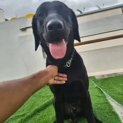 A moment of connection with this beautiful black Lab. A gentle touch is all it takes to show them they are loved.