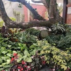 A dense, shaded courtyard garden designed around a mature, existing tree. We used a variety of shade loving plants with different leaf shapes and colors, like Caladiums and Begonias, to create a rich, textured undergrowth that feels like a private jungle.
