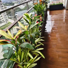 Another angle of a balcony garden after watering. The wet floor shows that proper drainage is in place, which is a critical part of my setup for potted plants in an apartment setting.
