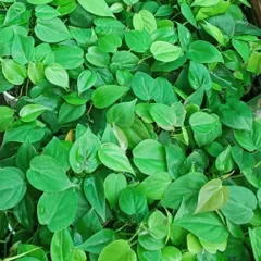 The heart-leaf Philodendron is a go-to for its adaptability to lower light conditions, making it ideal for placement on office shelves or filing cabinets.