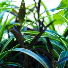 A close-up of the beautiful foliage in one of our planter box arrangements. The mix of textures and shades of green and purple creates a stunning visual.