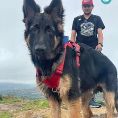 A majestic German Shepherd posing on the trail. Our hikes are open to dogs of all breeds who are ready for an adventure and a little bit of mud.