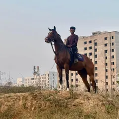 A rider takes in the view from one of our scenic trails. Beyond the arena, we offer rides through natural landscapes, providing a different kind of equestrian experience.