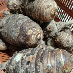 A close-up of my taro root supply. It's a versatile ingredient, essential for creating thick, hearty stews and traditional preparations.