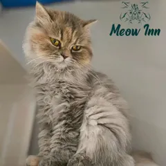 This Persian cat has a wonderfully grumpy expression but is completely relaxed. I embrace every unique personality and mood that comes through our doors.