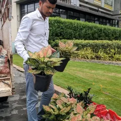 I am selecting healthy Aglaonema plants for an indoor plantation project. I look for vibrant foliage and strong root systems to ensure the plants will thrive in their new environment.