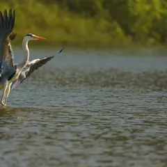 A duplicate of the Grey Heron in takeoff, capturing the power and motion of flight.