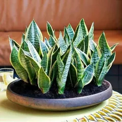 A stunning centerpiece created with multiple Snake Plants. This is a great example of how to group plants for a fuller, more dramatic effect. They are also excellent air purifiers.
