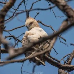 A Changeable Hawk Eagle peers through a frame of branches, its crested head and intense eyes creating a compelling portrait. This perspective shows the challenge and reward of jungle birding.