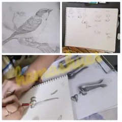Learning to sketch is about mastering the fundamentals. Here, you can see the process in action, from practicing how to draw facial features like noses to shading techniques for creating depth in objects and capturing the fine details of a bird.