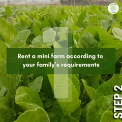 The first step is simple: you rent a mini farm plot that fits your family's needs. This lush field of spinach shows the kind of vibrant, healthy greens we can grow for you.