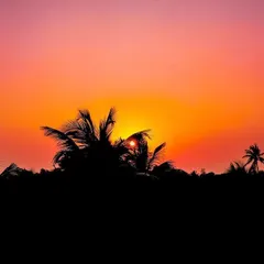 A creative shot where the setting sun, seen through silhouetted palm trees, looks like a glowing orange coconut.