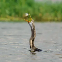 Mid-toss, the fish is suspended in air above the darter's open beak. This perfectly timed photograph freezes a moment of incredible skill and coordination.