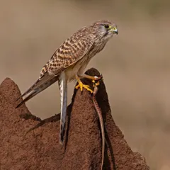 A Common Kestrel with a Striped Keelback snake. This action shot captures the successful conclusion of a hunt, a key moment in the life of a raptor.